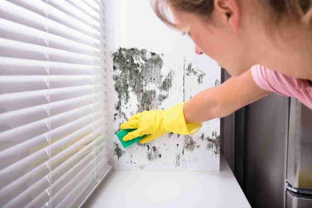 How To Get Rid Of Mold On Walls scaled