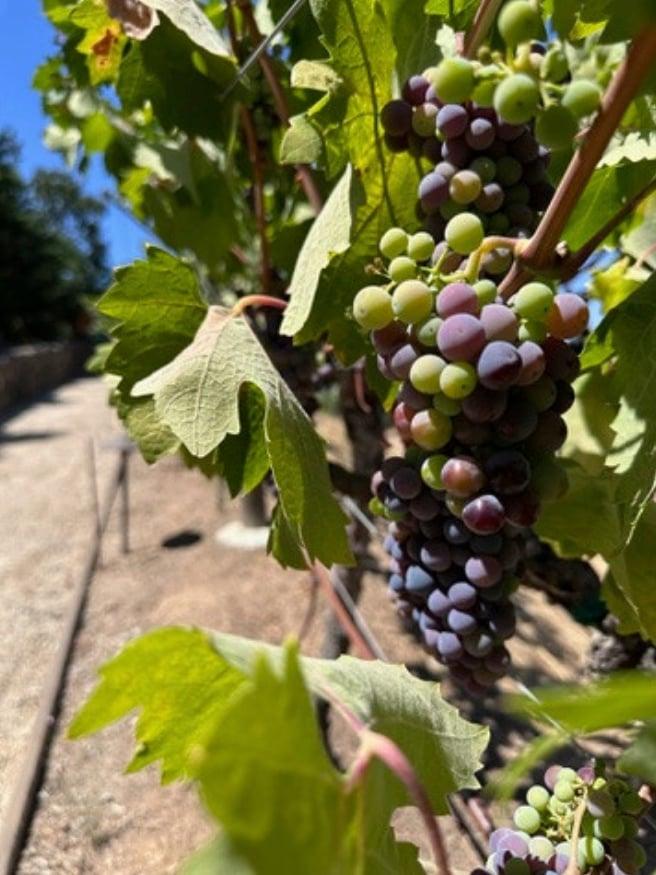 Cluster of ripening wine grapes on the vine